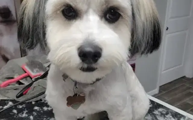 Bow WOW Grooming LLC in Owatonna, MN
