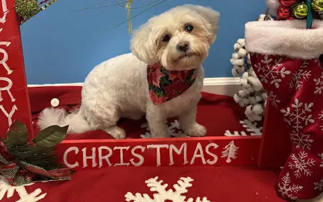 Hairy Styles Pet Groomery in Chicago, IL