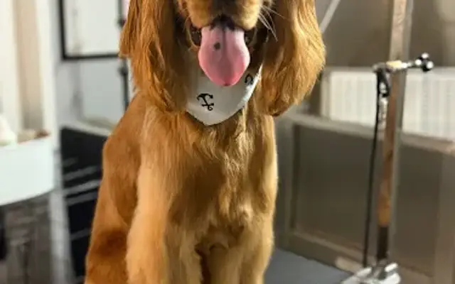 Prestige Dog Grooming in Orlando, FL