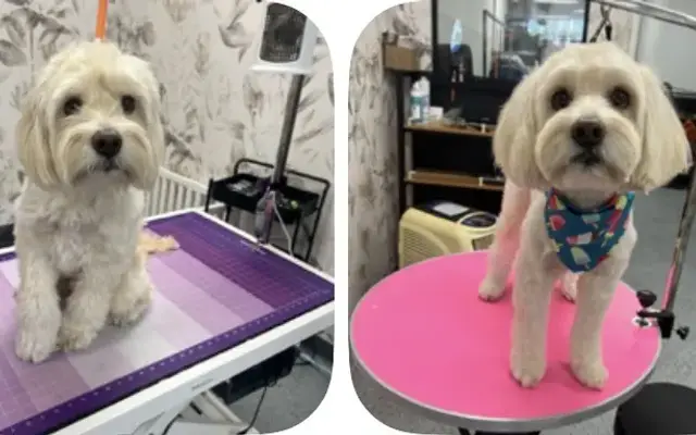 Happy Tik Pet Grooming in West Covina, CA