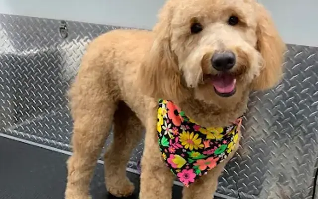 Mobile Pet Grooming Pompano Beach in Coconut Creek, FL