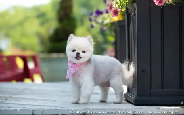 Peconic Bay Animal Hospital in Riverhead, NY