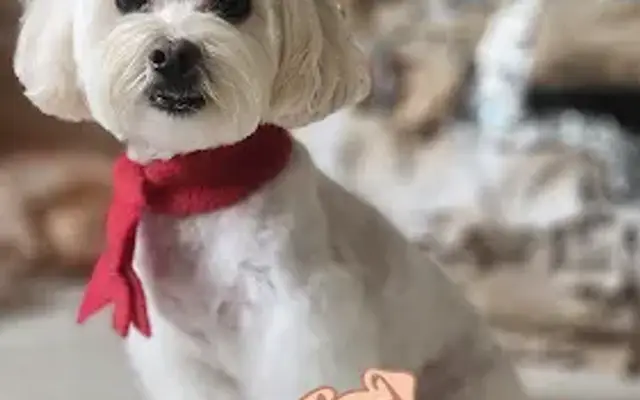 De Pelos Pet Grooming in Wesley Chapel, FL