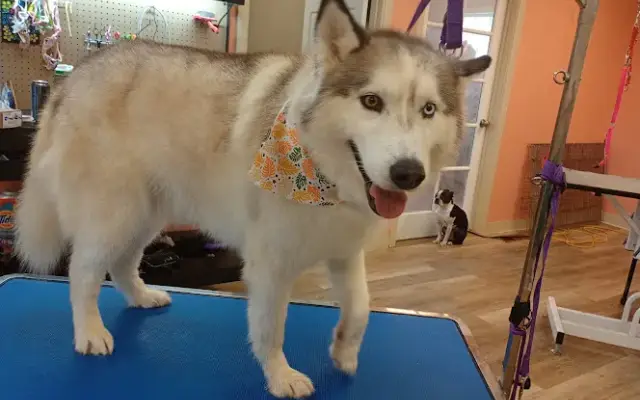 Pup's"N"Bubbles pet grooming in Lake Elsinore, CA