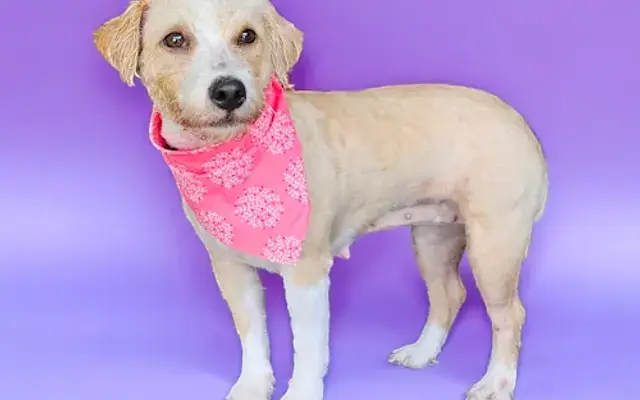 All Paws Matter Grooming Salon in Brock, TX