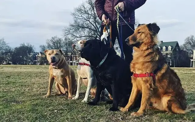 Sarah Sits-N-Stays, Inc. Dog Walking and Pet Care in Bon Air, VA
