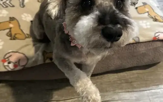 Lucky Love Dog Grooming in Ennis, TX