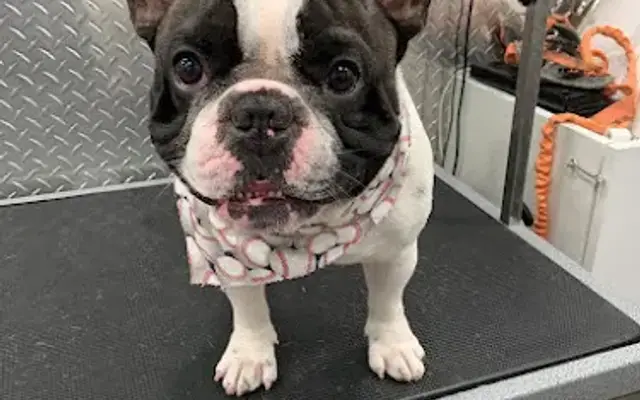 Busy Pet Groomers Pembroke Pines in Weston, FL