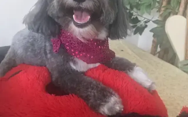 Amores Pet grooming Day Care Boarding pet Spa Boutique in Lake Worth Beach, FL