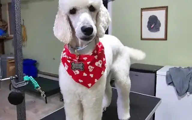 Grooming by Alisa in Dingmans Ferry, PA