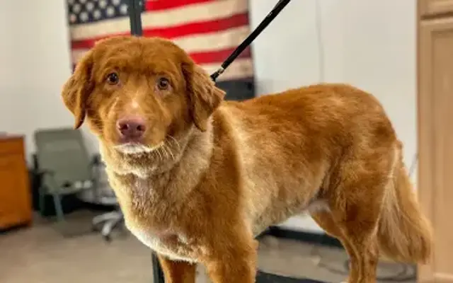Peachy Pets Boarding & Grooming in Weatherford, TX