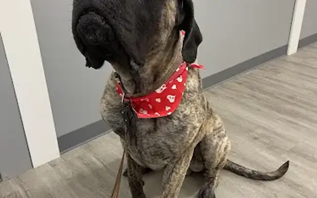 Meg's Pet Grooming LLC in Le Roy, MI