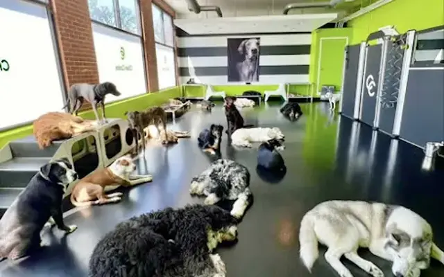 Citizen Canine in Chicago, IL