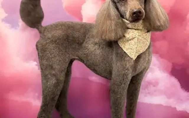 Kim’s Pawfect Pooches Groom, Board, & Kennels in Bogue Chitto, MS