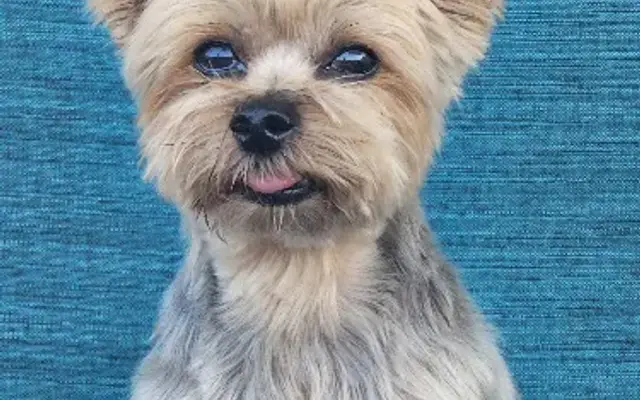 Posh Pals Dog Grooming and Boutique in Seekonk, MA