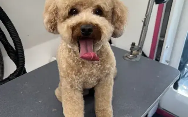 Gingerly Dog Grooming in Riverside, CA