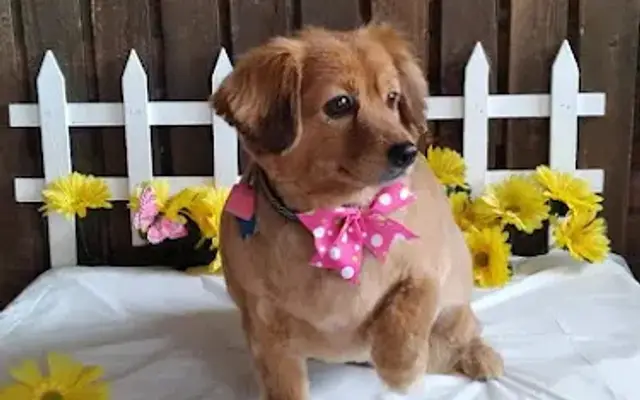 DownTown Dog Grooming and Daycare in Terrell, TX