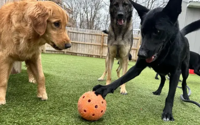 Raise The WOOF in Slippery Rock, PA