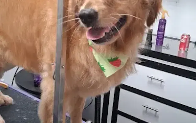 Precious Pawz in North Port, FL