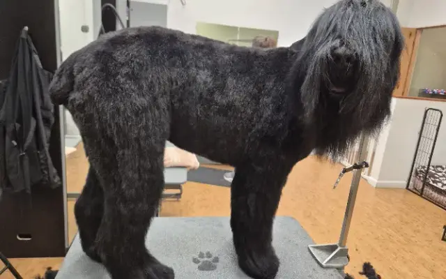 Magical Creatures Grooming in Denver, CO