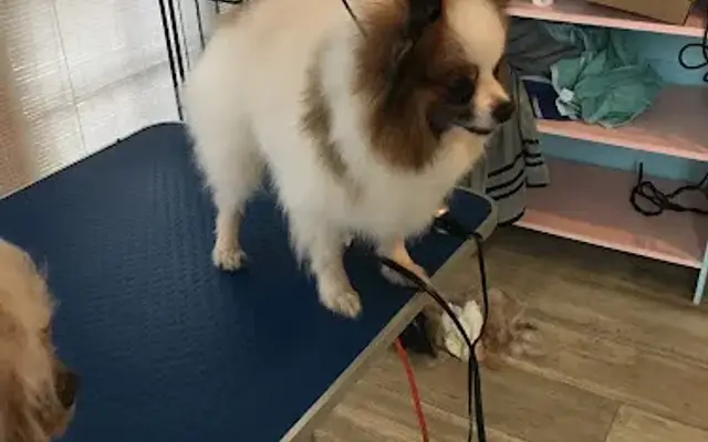 DogCity Grooming in Marion, NY