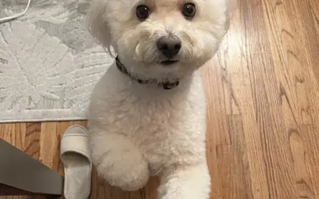 Pawsitive Friends in San Diego, CA
