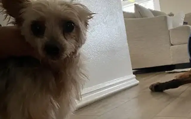 Ohana Paws in Rialto, CA