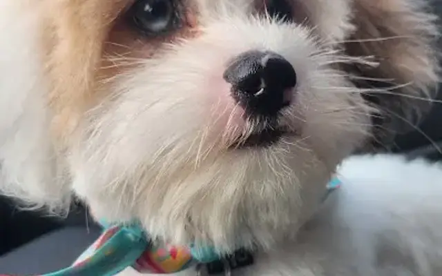 PetSmart Grooming in Woodbury, MN