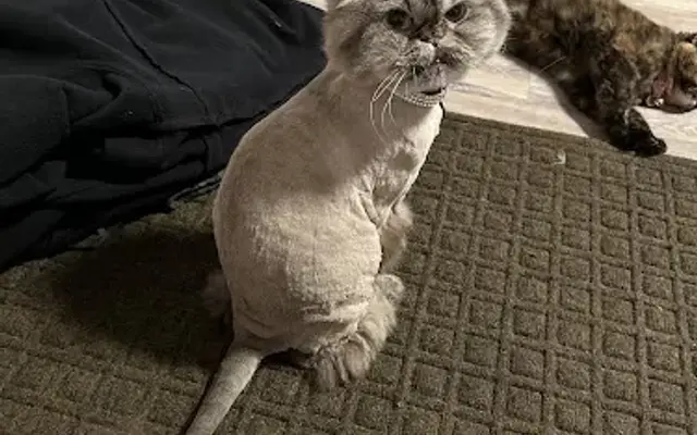 The Dapper Cat in Barberton, OH