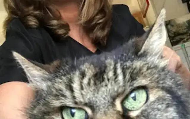 Animal House Mobile Pet Grooming, LLC in Salem, CT
