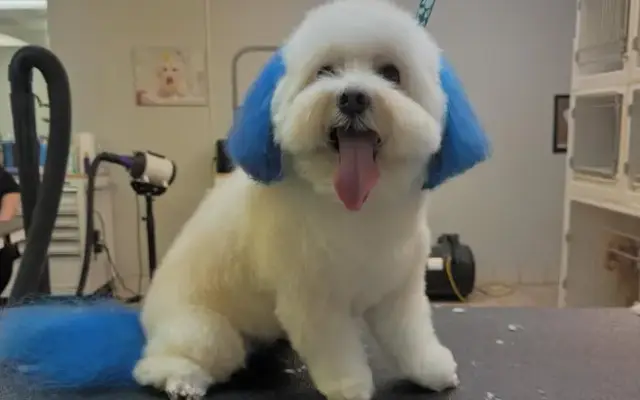 Paws & Palms Grooming in Palm Coast, FL