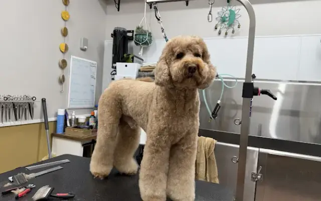 Barlee's Pet Spa in Cave Creek, AZ