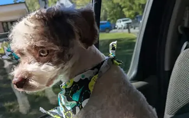 Prestigious Paws grooming salon in Cedartown, GA