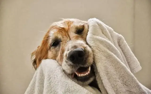 Groom-N-Stuff Pet Care Center in Rutherfordton, NC