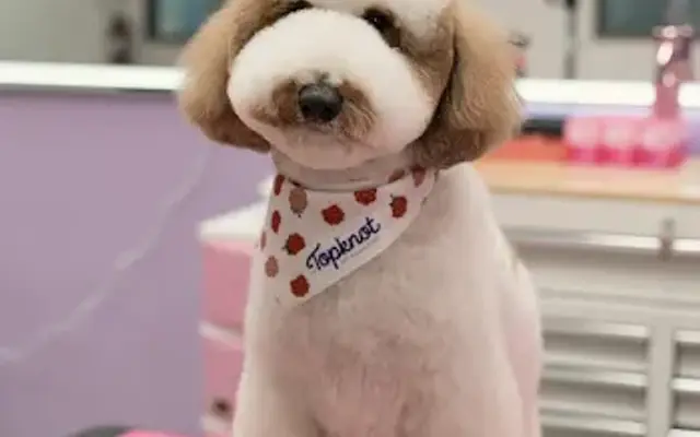 Topknot Pet Salon & Spa in Eagle Rock, CA