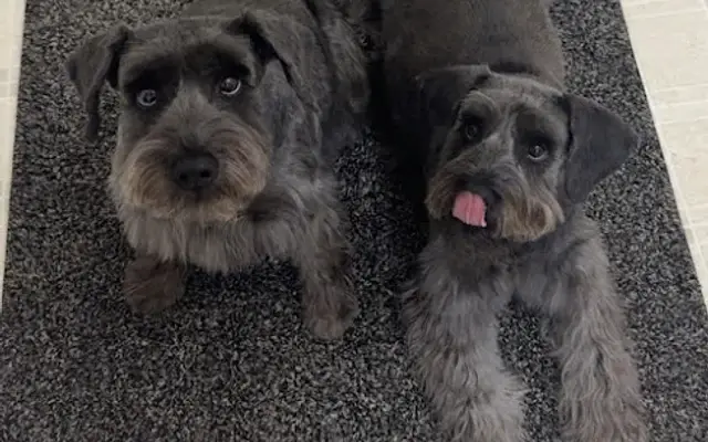 Amazing Tails Pet Salon in Dallas, GA