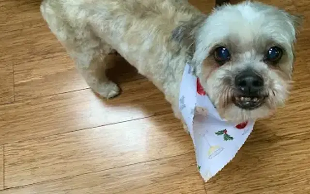 Fluffy Faces Pet Spa in Norridge, IL