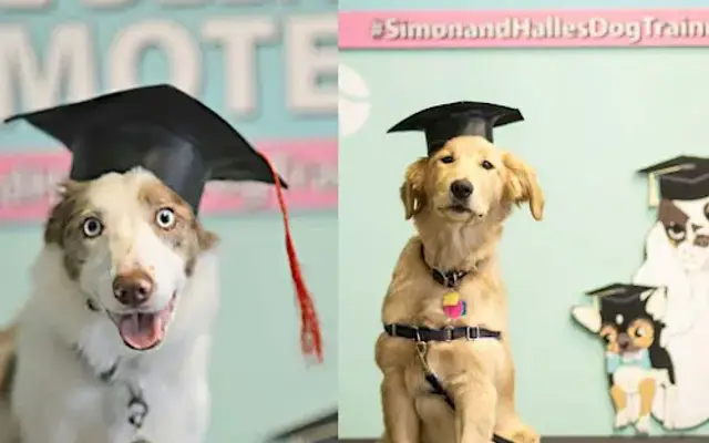 Simon & Halle's Pet Boutique in Lafayette, IN