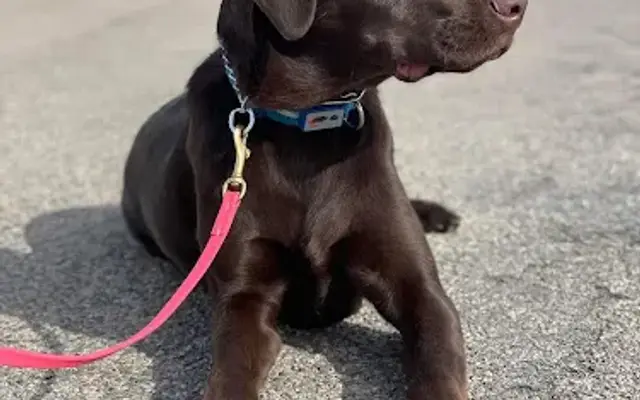 K9 Furever, LLC in Algona, IA