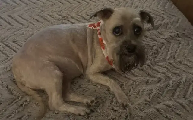Yeehaw Grooming in Mineola, TX