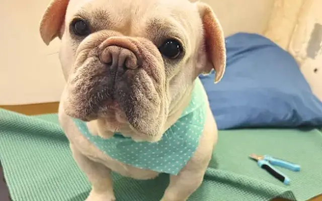Fritzy's Pet Care Pros in Tarzana, CA