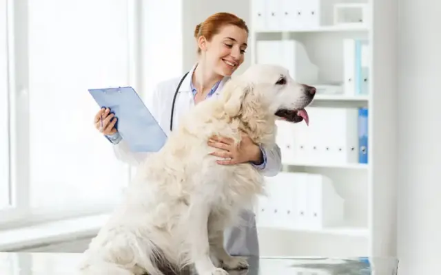 Dakota Pet Hospital in Lakeville, MN