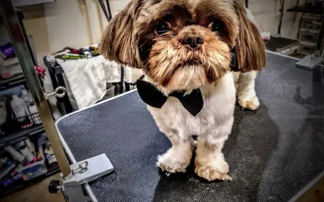 Pawsome Cutz in Dequincy, LA