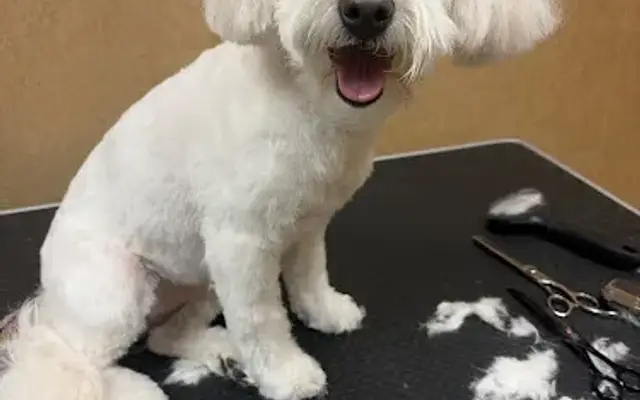 Bree's home based dog grooming in Dallas, TX