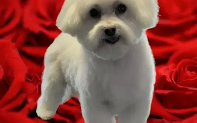 Shadow's Professional Pet Grooming and Boarding in Mukwonago, WI