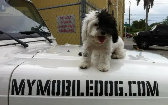 Mymobiledog in North Miami Beach, FL