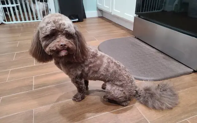 Pet Frenzy Grooming, LLC in Temple Hills, MD