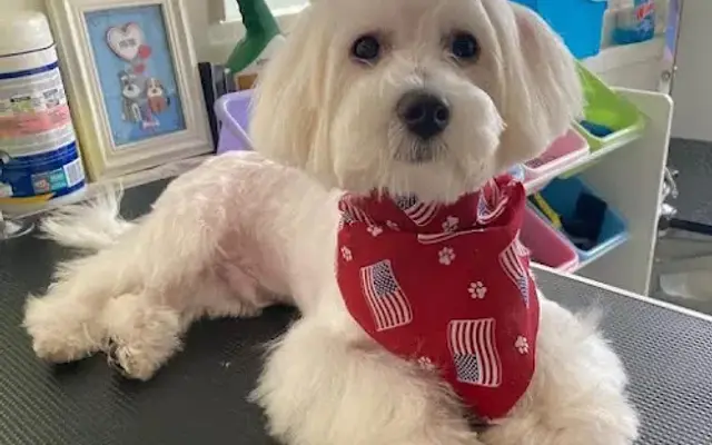 Elizabethtown Dog Groomers in Elizabethtown, NY