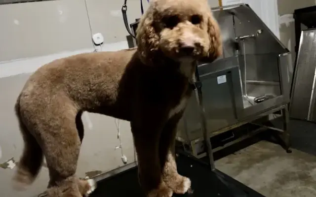 Siren’s Corner Luxury Dog Grooming in Indianapolis, IN
