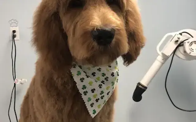 Chi Chi's Dog Grooming LLC in Centerburg, OH
